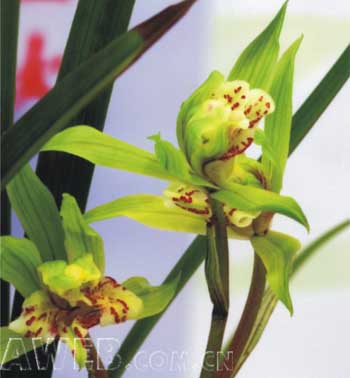 兰花价格：中国十大名兰