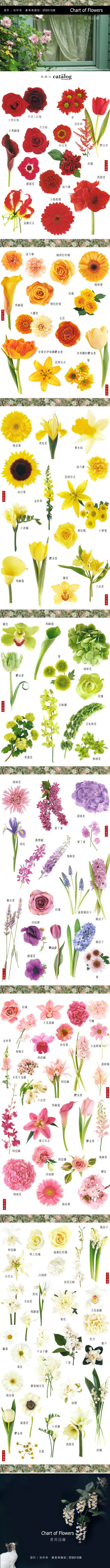 花的目錄