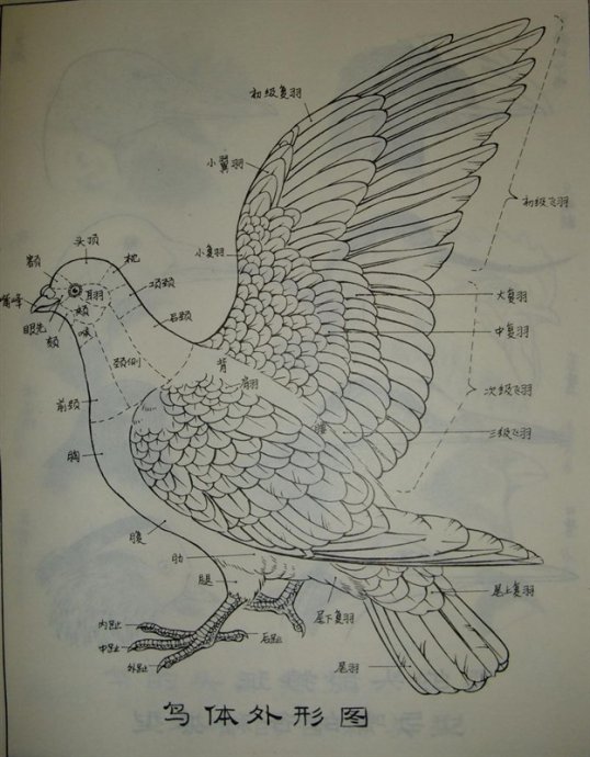 鸟类画谱