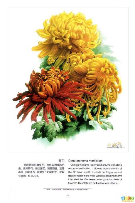 云南百花图（上）