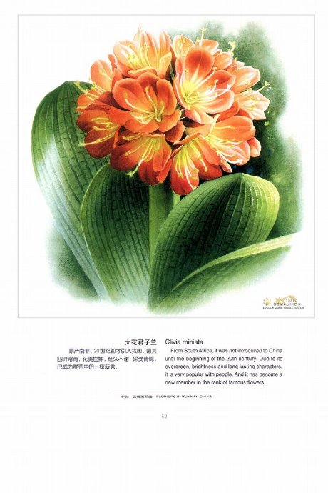 云南百花图（中）