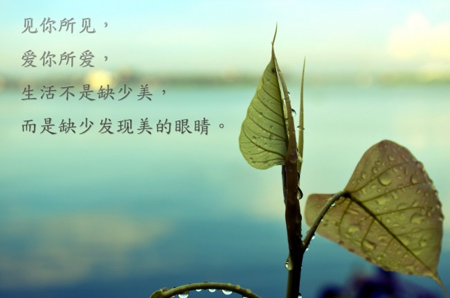 林清玄笔下最美的50段文字，温暖你的心