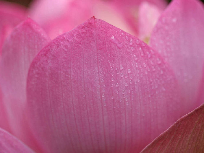 古诗词中寻芙蓉