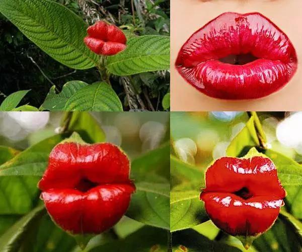100种状如其名的奇花异草（上）