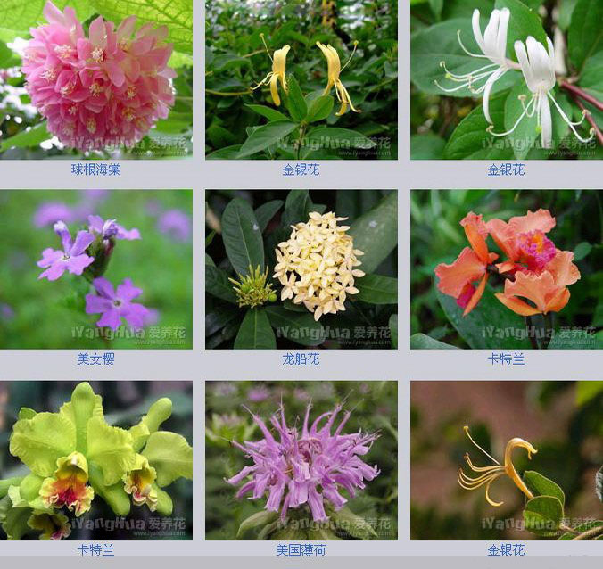 学园艺的应该收藏的百花图谱