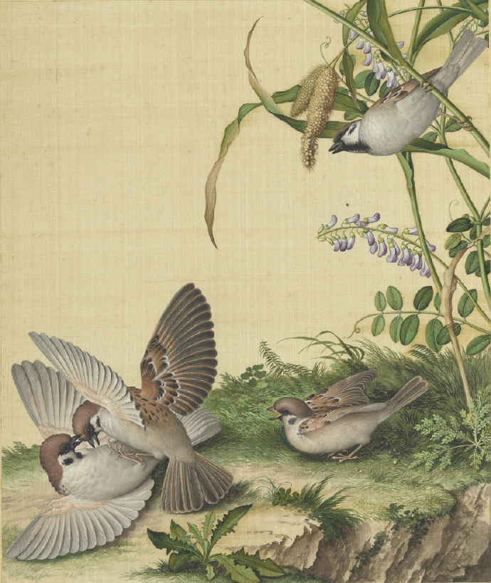 清郎世宁《仙萼长春》册之麻雀