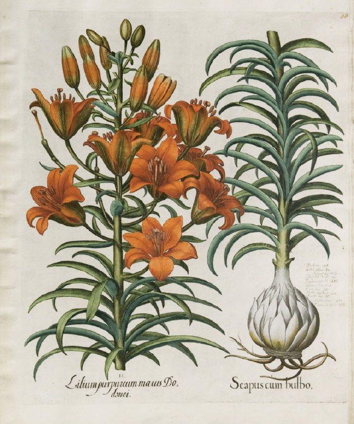 植物图谱（Botanical Art）