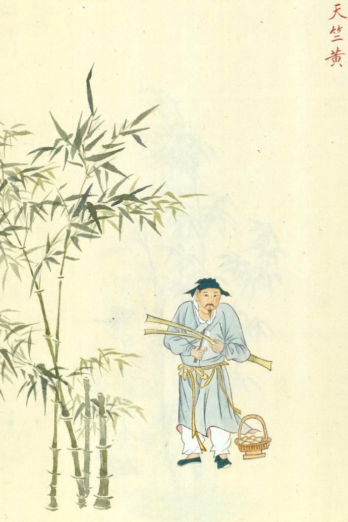 我国明代画师手绘记录的植物