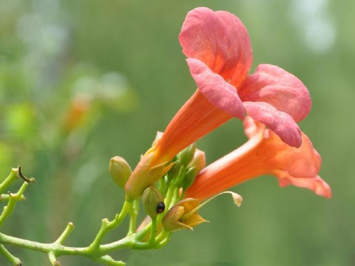 宋时凌霄花
