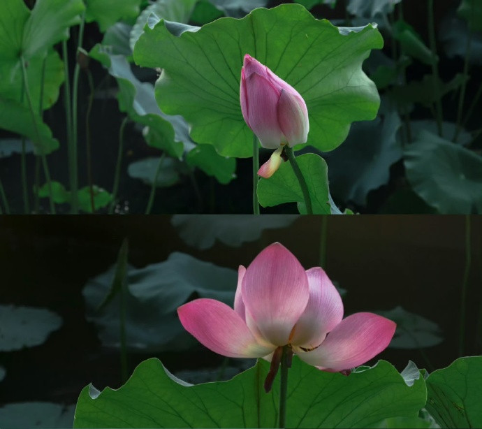 夏至荷韵