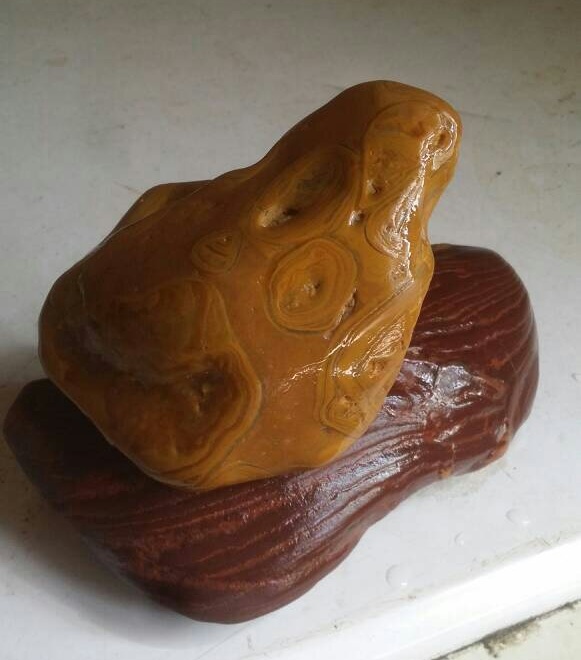 金蟾望月 金蟾为何望月？