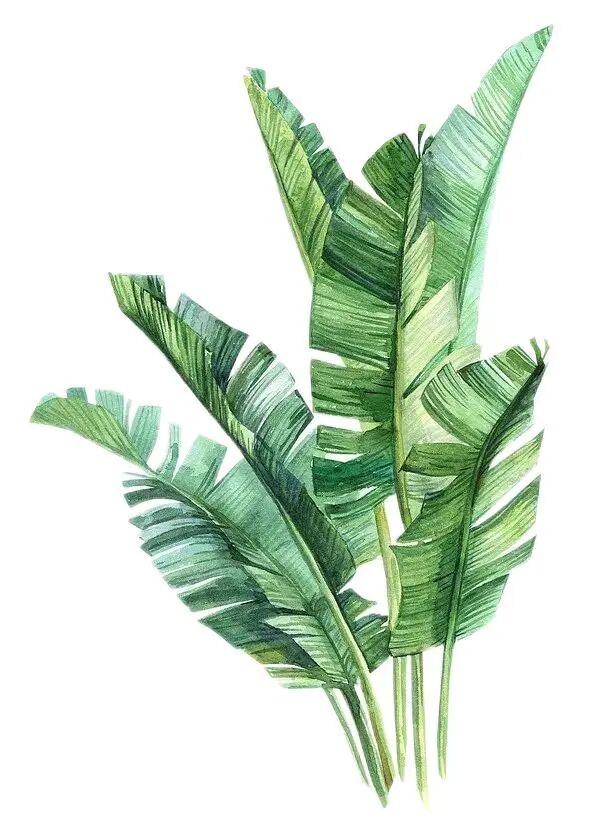 中华传统纹样说（植物篇）⑧：蕉叶纹